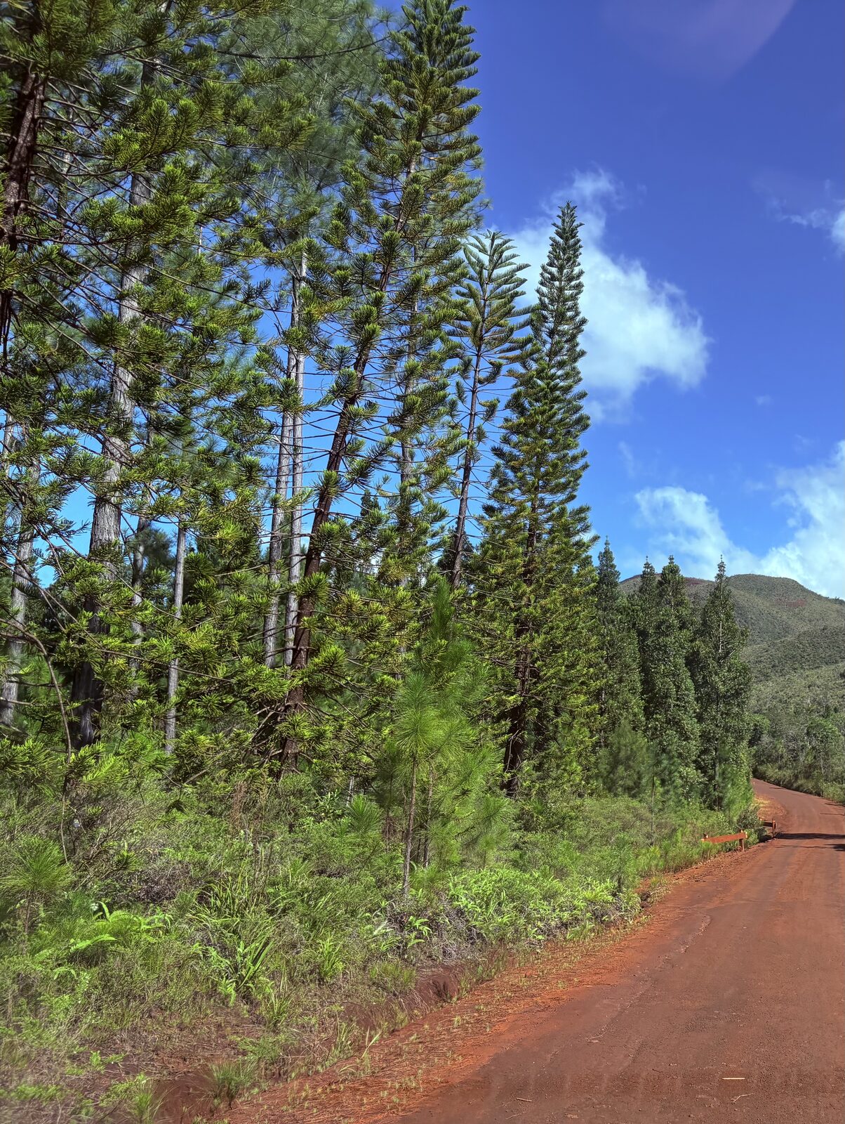 Tall, narrow New Caledonia pines along a red dirt road