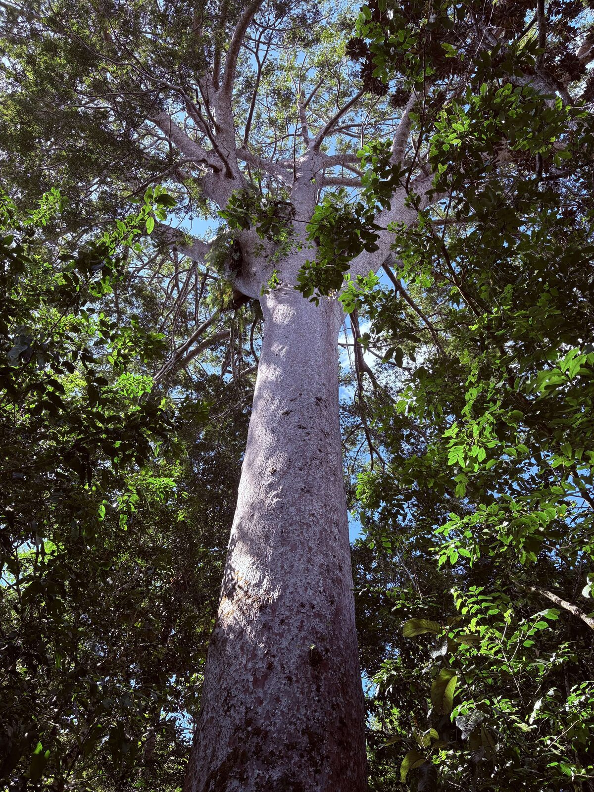 A towering Grand Kaori tree seen from below, its pale trunk rising into the canopy