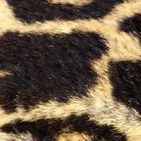Close-up of a leopard's rosettes